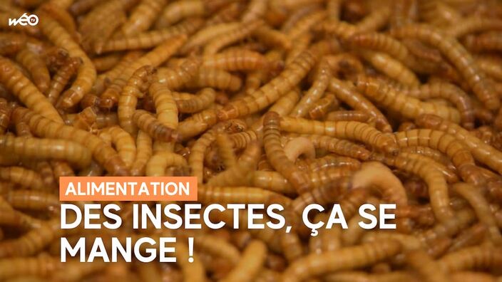 Bientôt des insectes dans vos assiettes ?